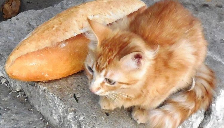 Alarm für Millionen Straßenkatzen weltweit/“Milyonlarca Sokak Kedisi İçin Küresel Alarm”