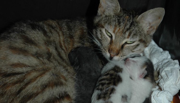 TIERE SIND KEINE GESCHENKE ZU WEIHNACHTEN UND SILVESTER