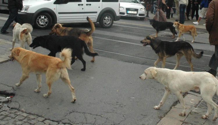 430 Millionen Euro Hundesteuer im Jahr 2024/’te Köpek Vergisi Almanya’ya 430 Milyon Avro Kazandırdı