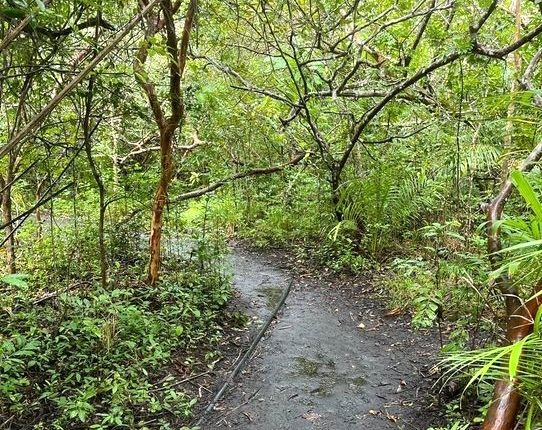 Gemeinsam Mee(h)r Natur wagen-Birlikte Daha Fazla Doğa