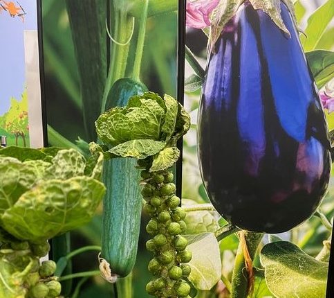 EIP-Agri in Schleswig-Holstein fördert Innovationen in der Landwirtschaft