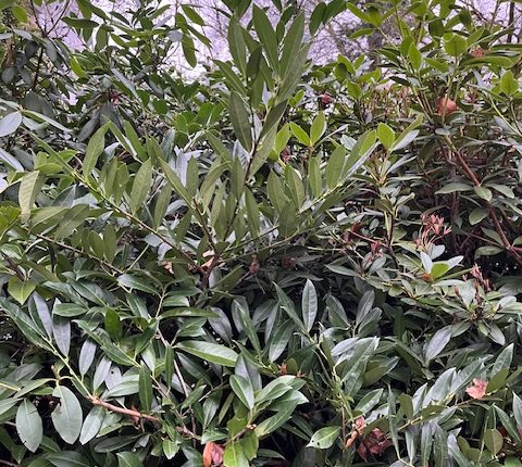 Karayemiş (Taflan) Fidan Satışı İstilacı Tür Nedeniyle İsviçre’de Yasaklanıyor