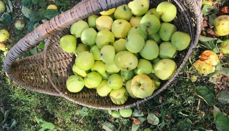 Bavyera’da Don Zararları İçin Yardımlar Başladı: Başvurular 8 Ocak’a Kadar Yapılabilir