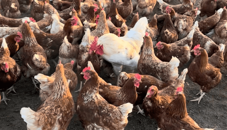 Hessen’de Yırtıcı Hayvanlara Karşı Koruma Rehberi