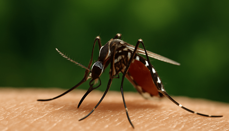 Malaria weltweit bekämpfen -Sıtma ile Dünya Çapında Mücadele