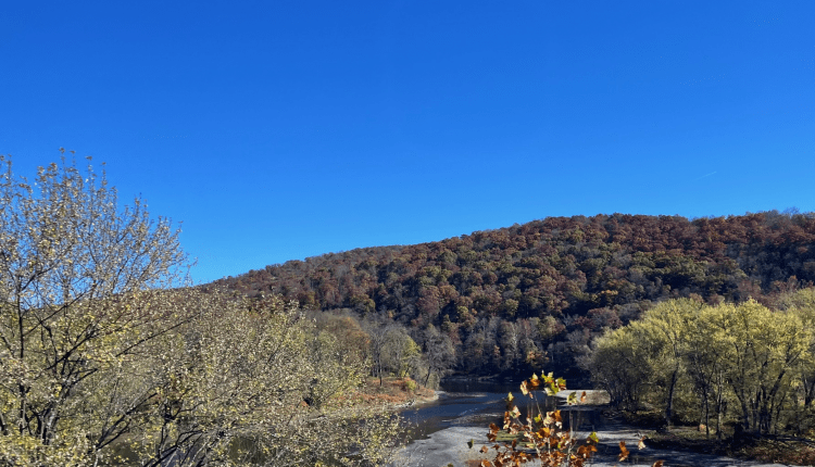 Nur jeder fünfte Baum ist gesund- Almanya Ormanlarında Her Beş Ağaçtan Sadece Biri Sağlıklı