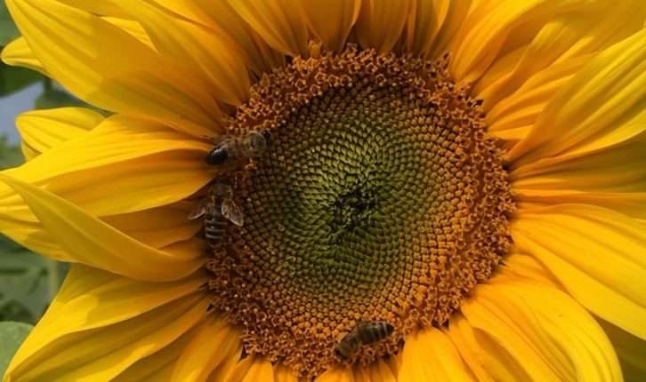 Eine Welt ohne Bienen ist undenkbar- Arısız bir dünya düşünülemez