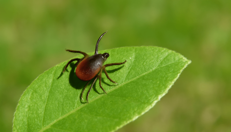 Mehr Borreliose-Fälle in Bayern – FSME-Schutz durch Impfung empfohlen/ Kene Kaynaklı Vakalar Artıyor