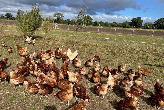 Geflügelpest im Kreis Plön: H5N1-Ausbruch bestätigt/SH Plön Bölgesinde H5N1 (Kuş Gribi) Tespit Edildi