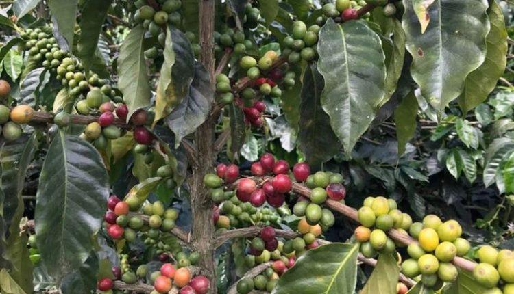 Kaffee deutlich teurer/Kahve Belirgin Şekilde Zamlandı