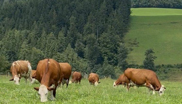 Rindfleischexporte nach Japan starten wieder/Japonya’ya Sığır Eti İhracatı Yeniden Başlıyor