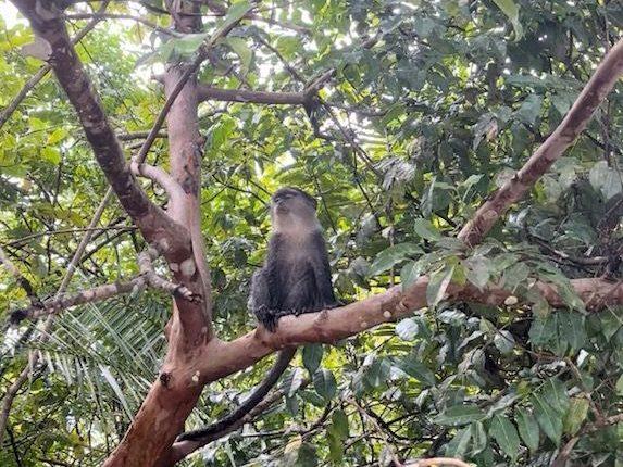 Deutschland unterstützt die Regenwälder mit 1 Milliarde €/Almanya’dan Yağmur Ormanlarına 1 Milyar €