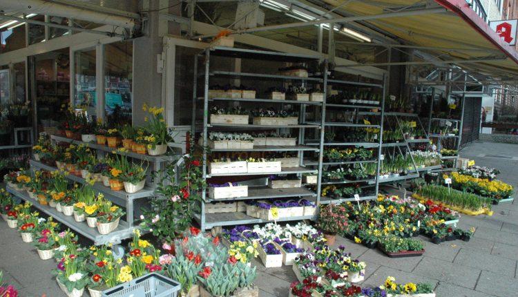 Zierpflanzenanbau geht 2025 zurück/Süs Bitkisi Üretimi 2025’te Geriledi