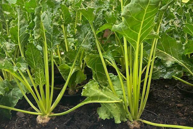 „Torfverzicht schützt Klima.“/Torfsuz Bahçecilik İklimi Koruyor