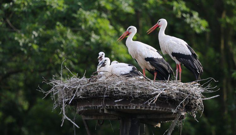 „Störche bleiben im Winter in Deutschland“/Leylekler artık kışı Almanya’da geçiriyor