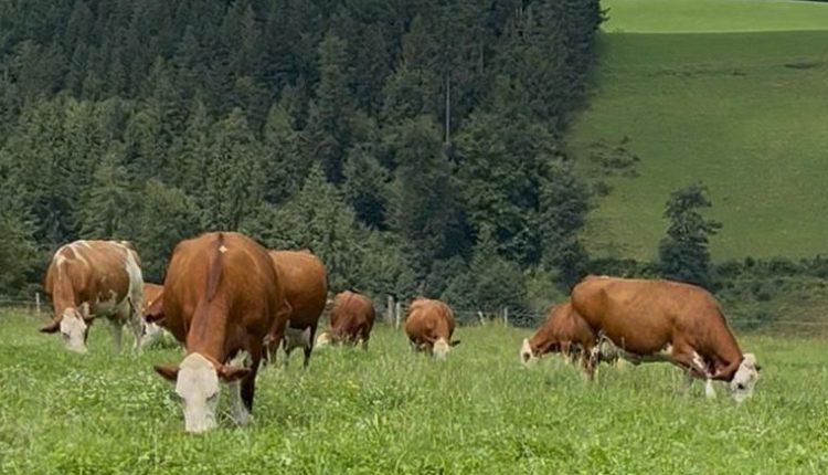 Milchgipfel: Rainer sichert Unterstützung zu/ Süt zirvesi: Bakan Rainer’dan destek mesajı