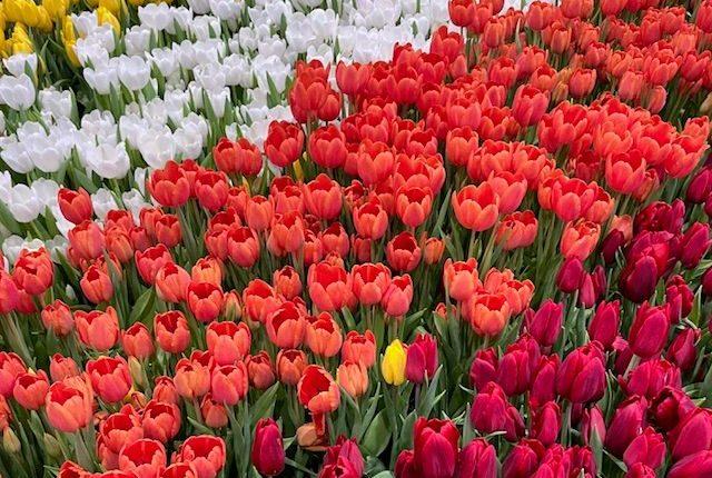 Valentinstagsgeschenke deutlich teurer/Sevgililer Günü hediyeleri cep yakıyor