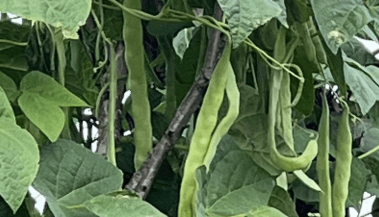 Bohne ist „Giftpflanze des Jahres 2026“/Fasulye “2026 Yılının Zehirli Bitkisi” seçildi