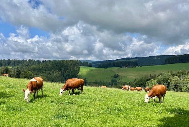 Impfaufruf wegen Blauzungenkrankheit/Mavi dil hastalığına karşı aşı çağrısı