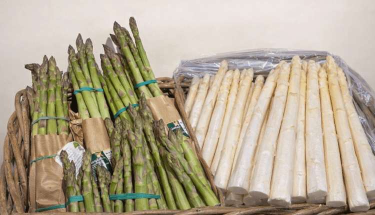 Spargelanbau in Deutschland im Rückgang/Almanya’da Kuşkonmaz Yetiştiriciliği Azalıyor