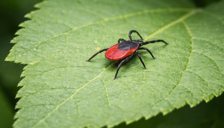Saison für Zecken und Tigermücke beginnt/Kene ve Sıtma Sivrisineği Mevsimi Başladı