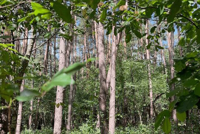 Deutsche Wälder unter Druck/Almanya’da ormanlar alarm veriyor