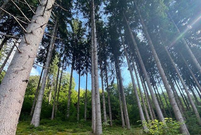 Deutschland tritt Wald-Allianz bei/Almanya orman ittifakına katıldı