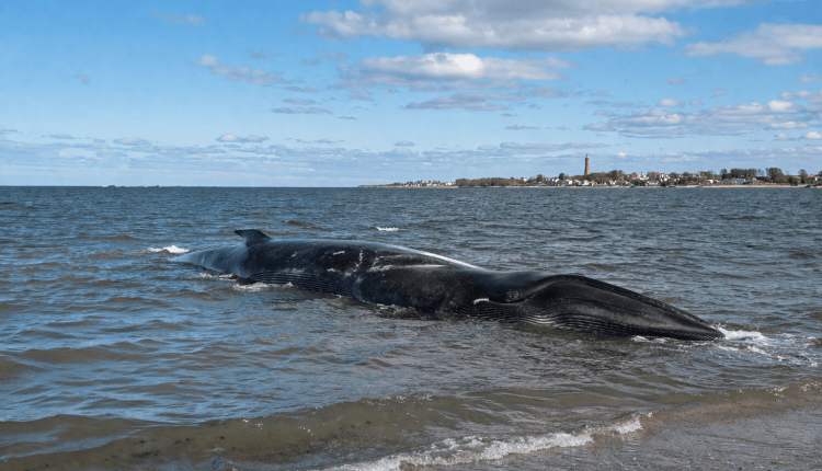 Walrettung ausgeschlossen/Balina kurtarılamayacak