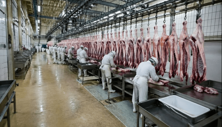 Videoüberwachung in Schlachthöfen/Almanya’da Mezbahalarda kamera zorunluluğu