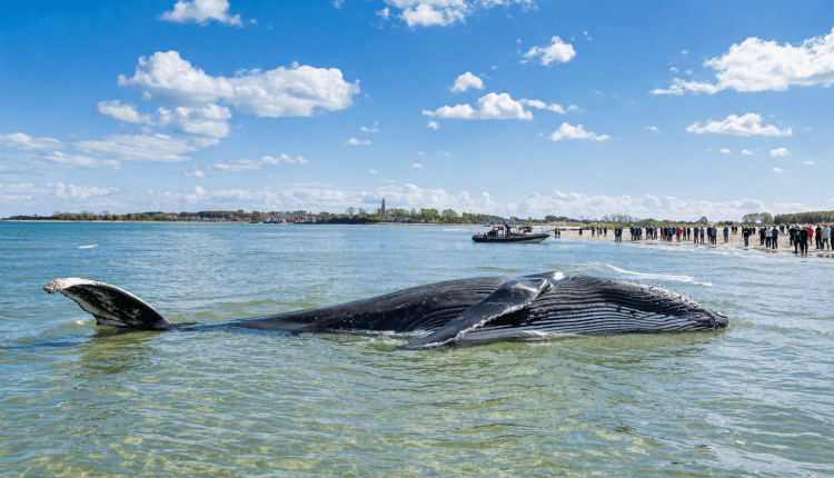 Wal vor Poel in kritischem Zustand/Poel açıklarında mahsur kalan balinanın durumu kritik