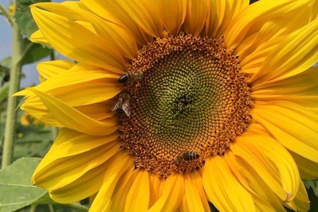 Schutz für Bienen wächst/Arılar için koruma seferberliği
