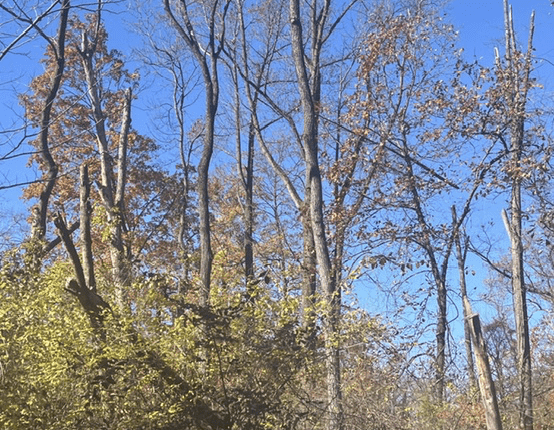 Extreme Hitze erhöht Waldbrandgefahr in Deutschland Aşırı sıcaklar Almanya’da orman yangını riskini artırıyor