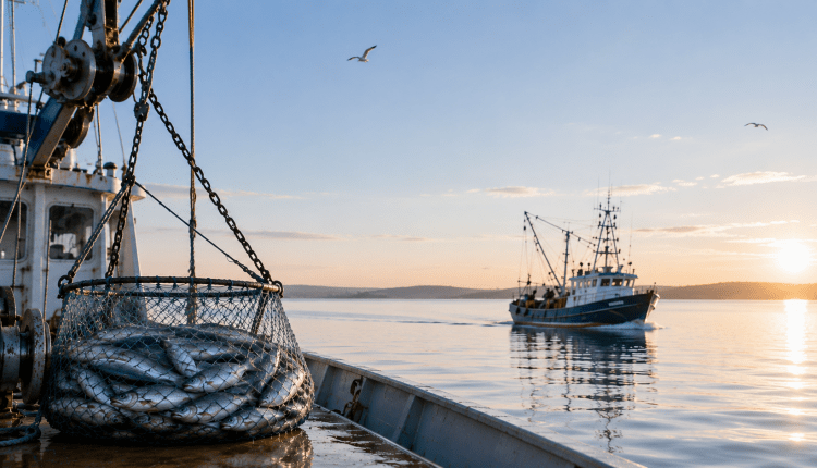 EU unterstützt Fischereibetriebe mit 4,5 Mio. Euro/ AB’den balıkçılık işletmelerine 4,5 milyon euro destek