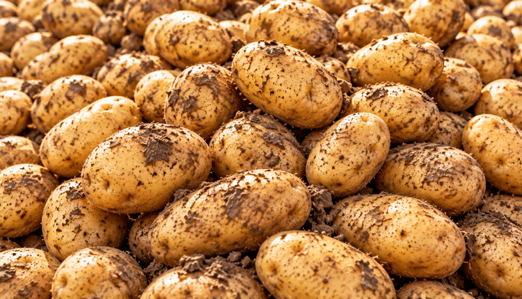 Kartoffelernte in Deutschland fällt deutlich kleiner aus/Almanya’da patates hasadı bu yıl azaldı