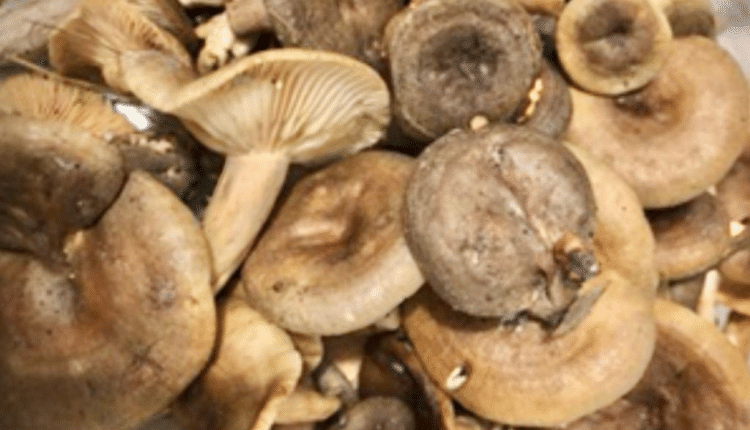 Pilzsaison: Vorsicht beim Sammeln von Wildpilzen/ Mantar sezonu: Yabani mantar toplarken dikkat!
